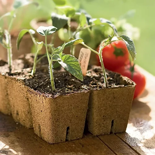 A square image of seedlings growing in biodegradable pots set on a wooden table outdoors.