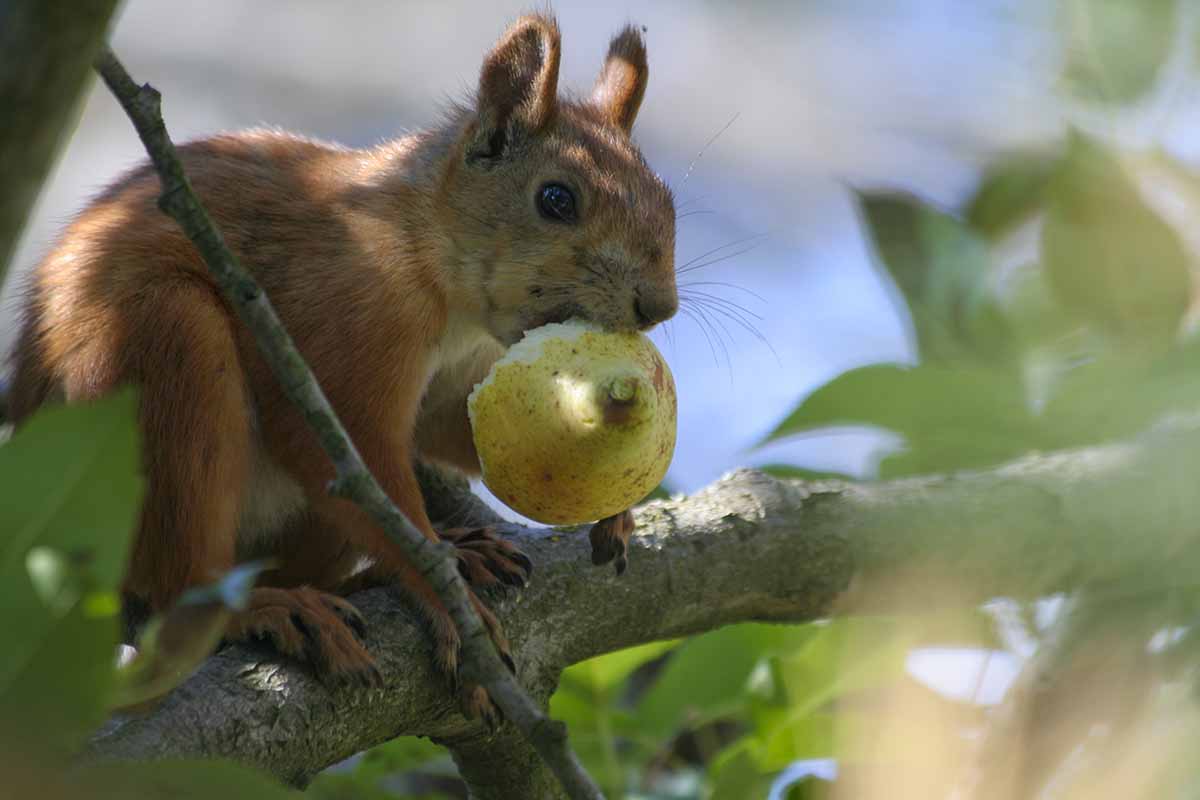 A horizontal image of a squirrel on the branch of a tree eating a stolen fruit.