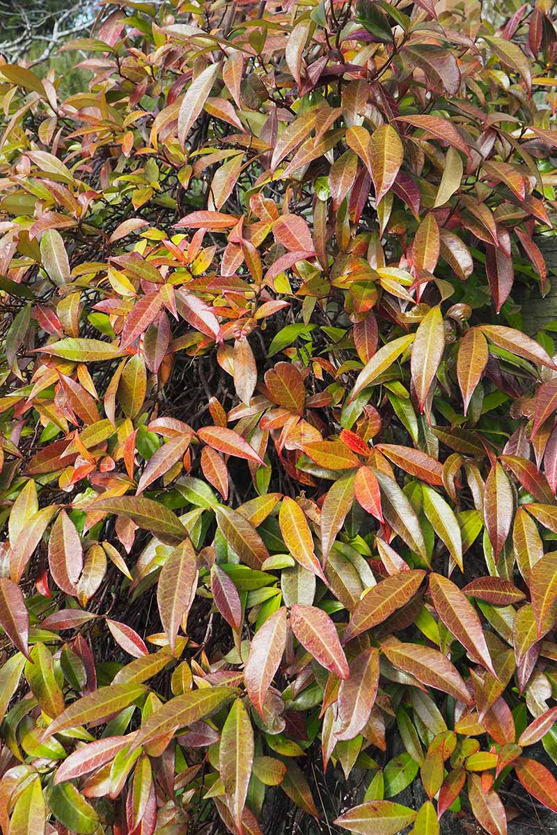 A close up vertical image of the foliage of star jasmine that has been damaged by cold weather.