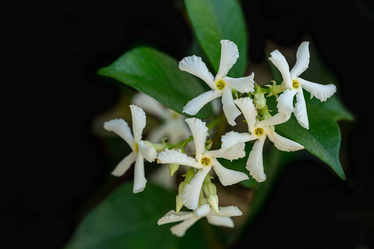 A close up horizontal image of the white flowers and deep green foliage of star jasmine (Trachelospermum jasminoides) pictured on a dark background.