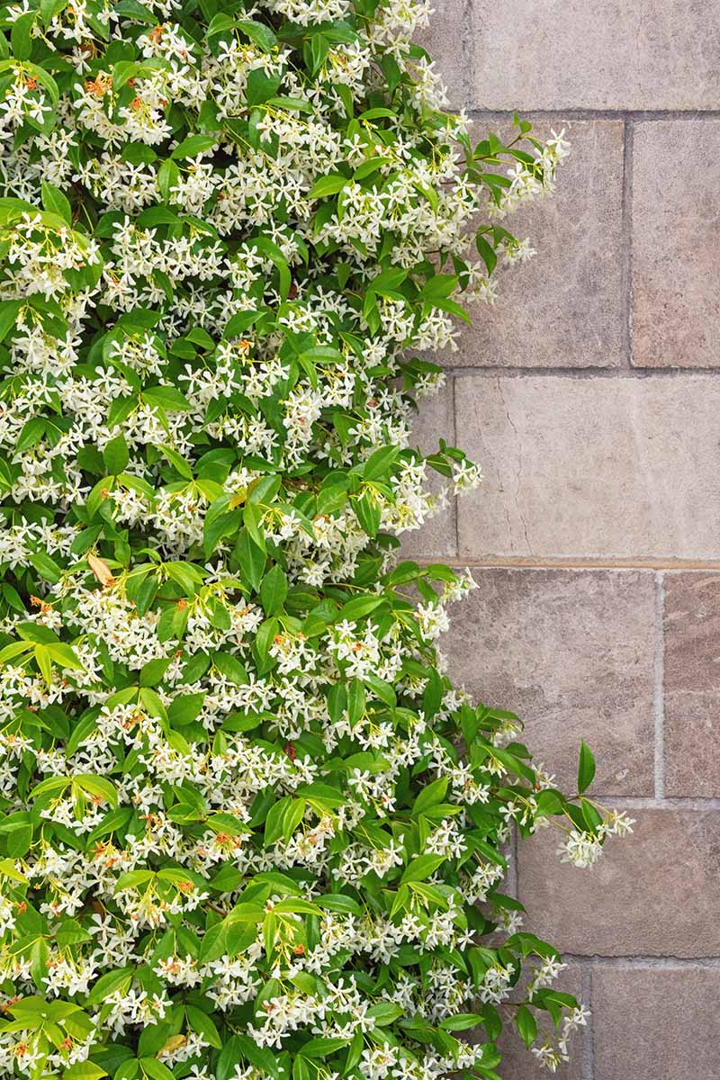 A close up vertical image of star jasmine (Trachelospermum jasminoides) vines growing up a stone wall.