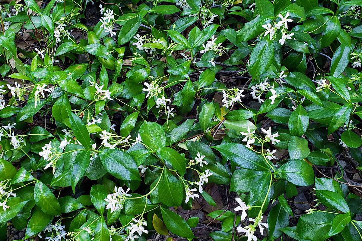 A close up horizontal image of star jasmine (Trachelospermum jasminoides) growing as a ground cover.