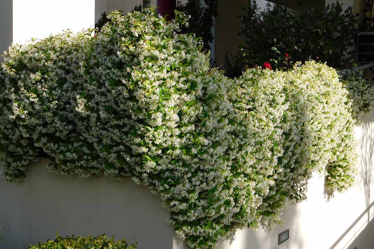 A horizontal image of a flowering star jasmine plant growing over the side of a white wall outside a residence.