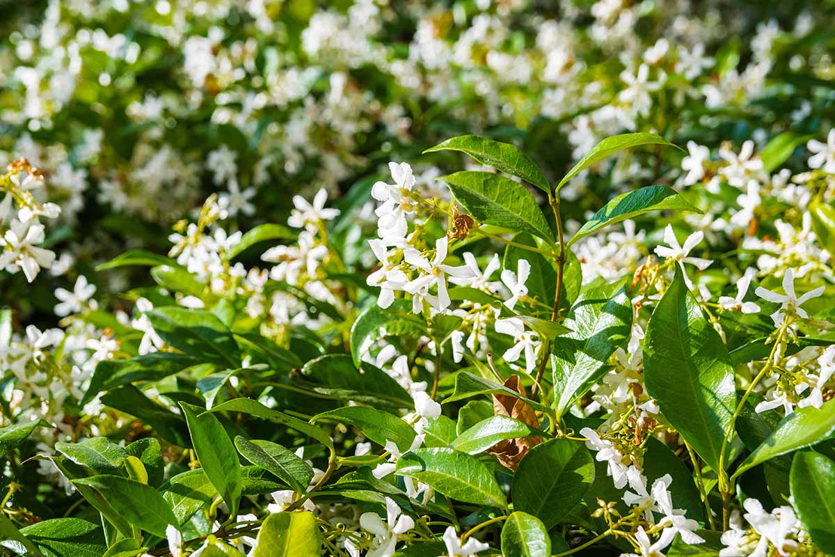 A close up horizontal image of star jasmine (Trachelospermum jasminoides) growing in the garden pictured in bright sunshine.