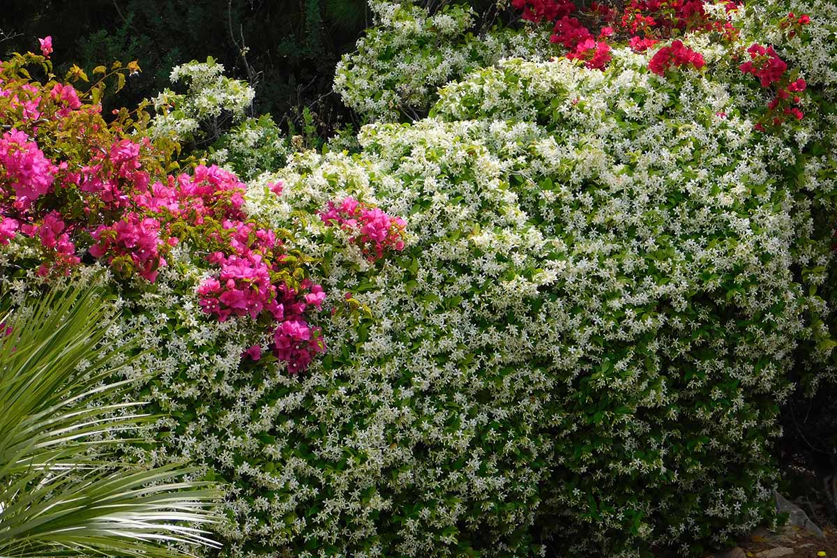 A horizontal image of star jasmine (Trachelospermum jasminoides) growing as a ground cover spilling over a wall in a garden border.