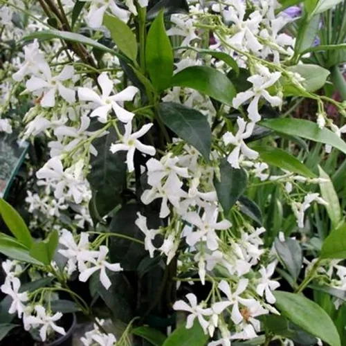 A square image of flowering star jasmine growing in the garden.