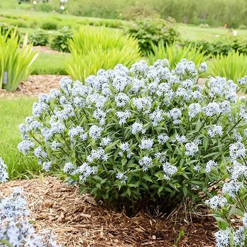 A square image of a clump of Amsonia 'Starstruck' growing in a garden border surrounded by mulch.