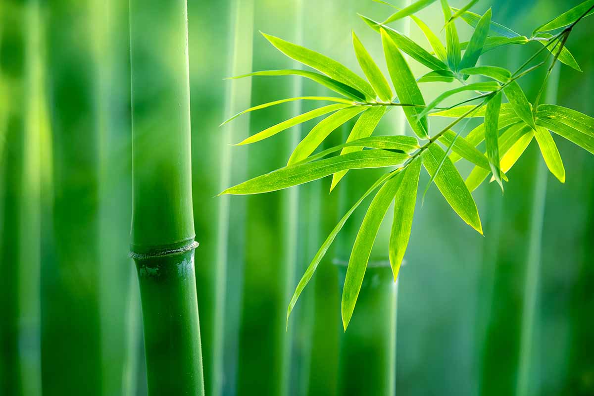 A close up horizontal image of the foliage and stems of running bamboo pictured on a soft focus background.