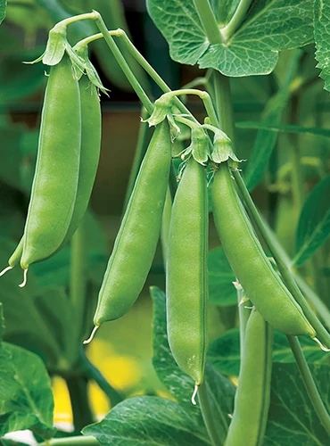 A vertical image of 'Sugar Snap' peas growing in the garden, ready for harvest, pictured on a soft focus background.