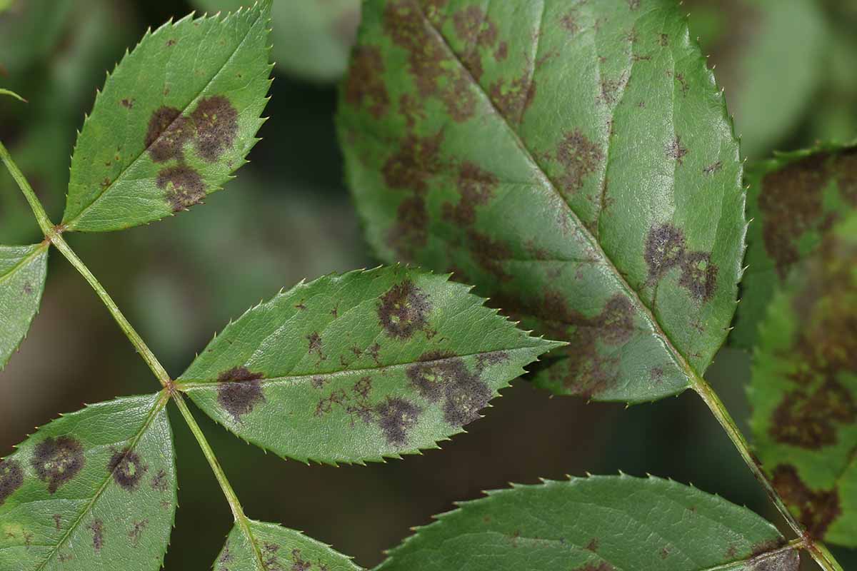 A close up horizontal image of foliage suffering from black spot disease pictured on a soft focus background.