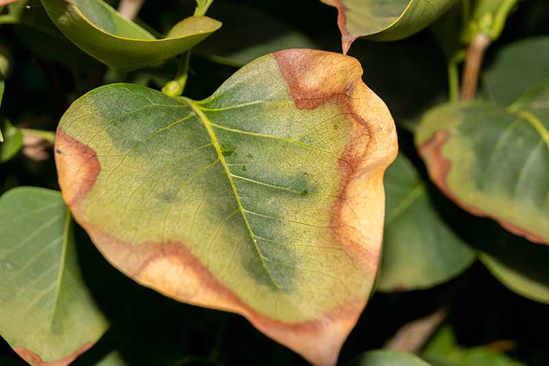 A close up horizontal image of foliage suffering from leaf scorch.
