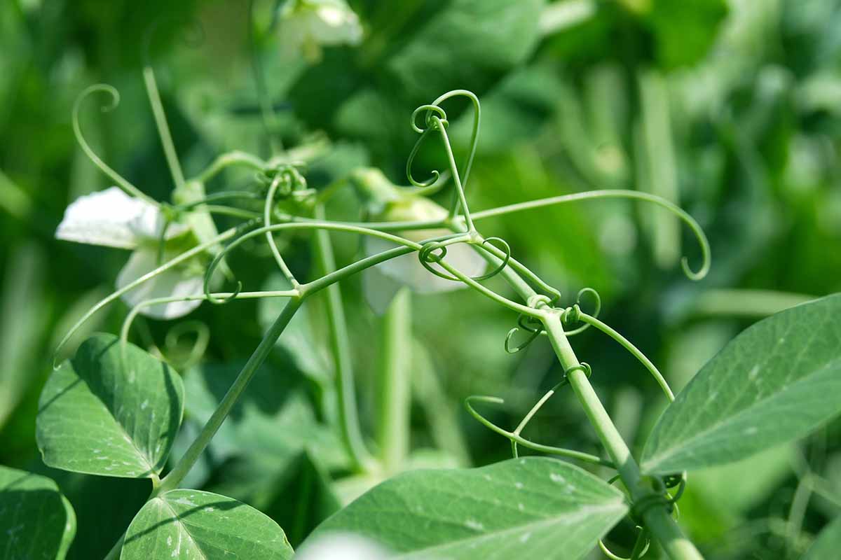 A close up horizontal image of tendrils on a Pisum sativum plant pictured on a soft focus background.