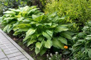 A garden border planted with various cultivars of hosta plants in a shady location surrounded by other plants and foliage in light sunshine fading to soft focus in the background.
