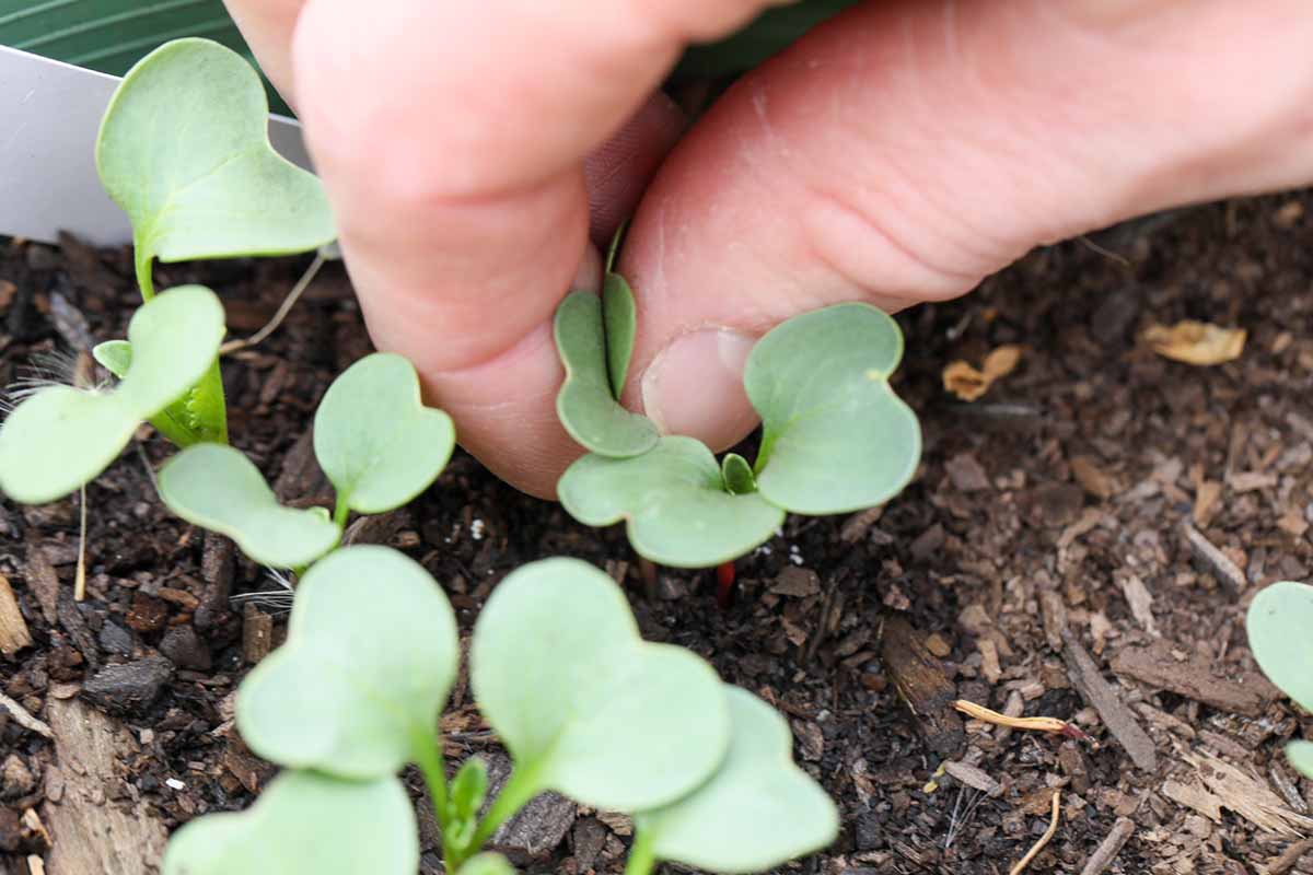 A close up horizontal image of a hand from the top of the frame thinning seedlings in the garden.