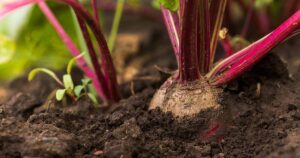 A horizontal image of a submerged and a partially submerged beet growing in soil outdoors.