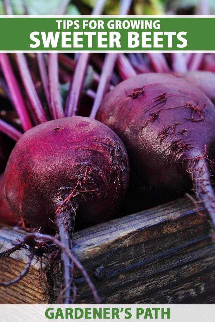 A closeup vertical image of purple beets sitting in a wooden frame outdoors. To the top and bottom of the frame is green and white printed text.