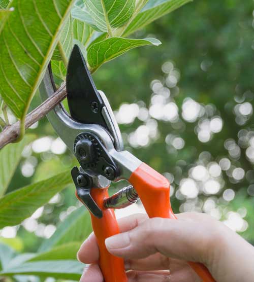 A human hand holds a pair of small pruners being used to trim a branch.