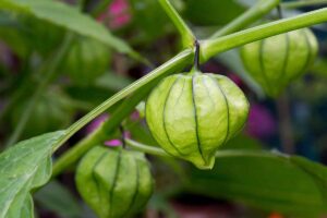 A close up horizontal image of tomatillos growing in the garden pictured on a soft focus background.