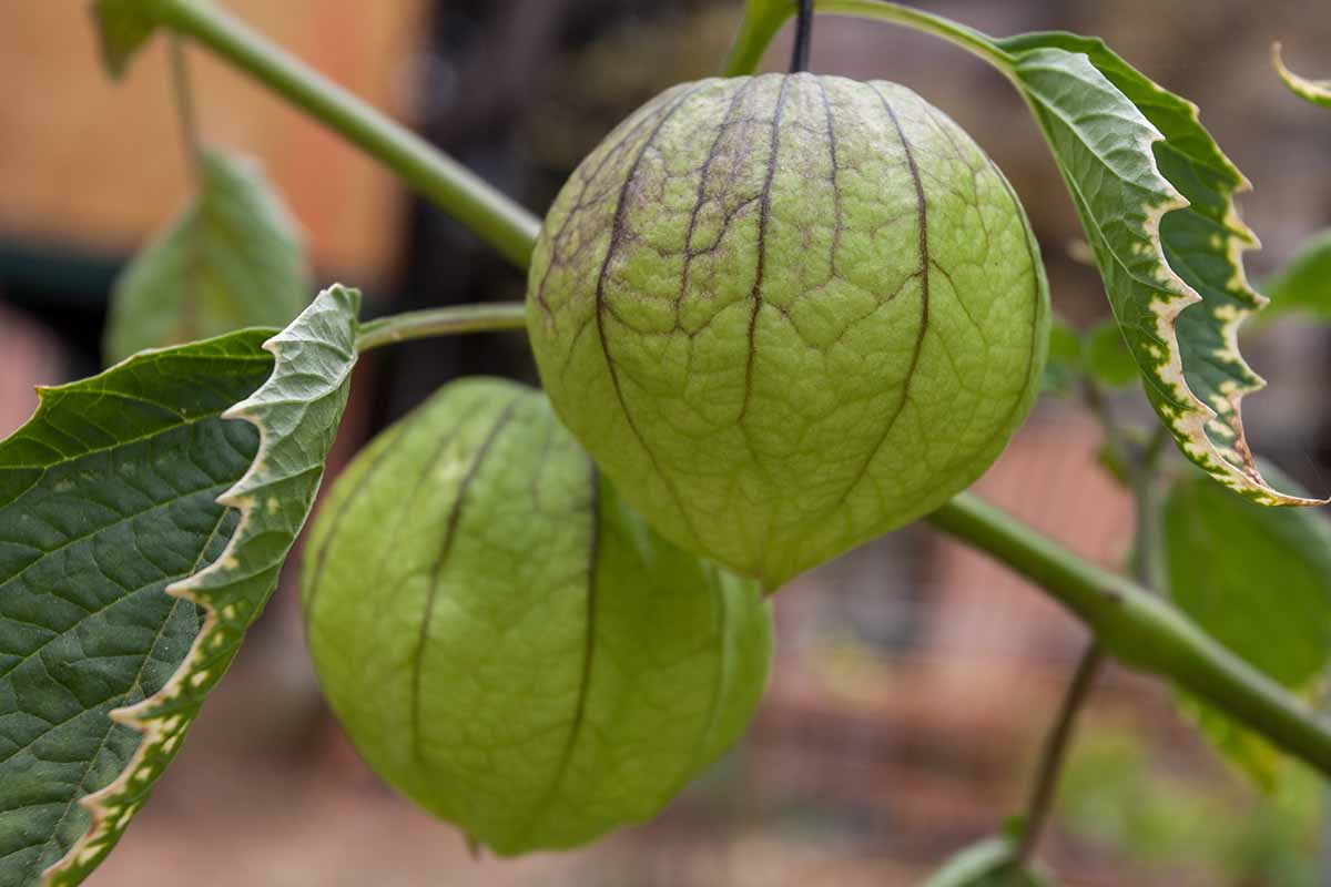 A close up horizontal image of tomatillos ripening on the plant pictured on a soft focus background.