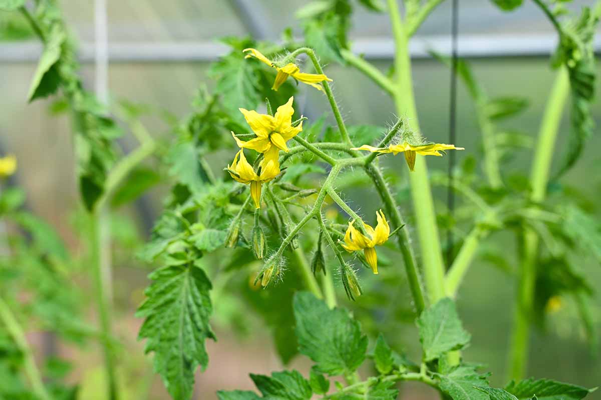 A close up horizontal image of tomato plants in bloom, pictured on a soft focus background.