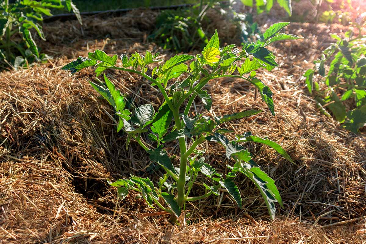 A close up horizontal image of tomato plants growing in the garden surrounded by a large amount of straw mulch.