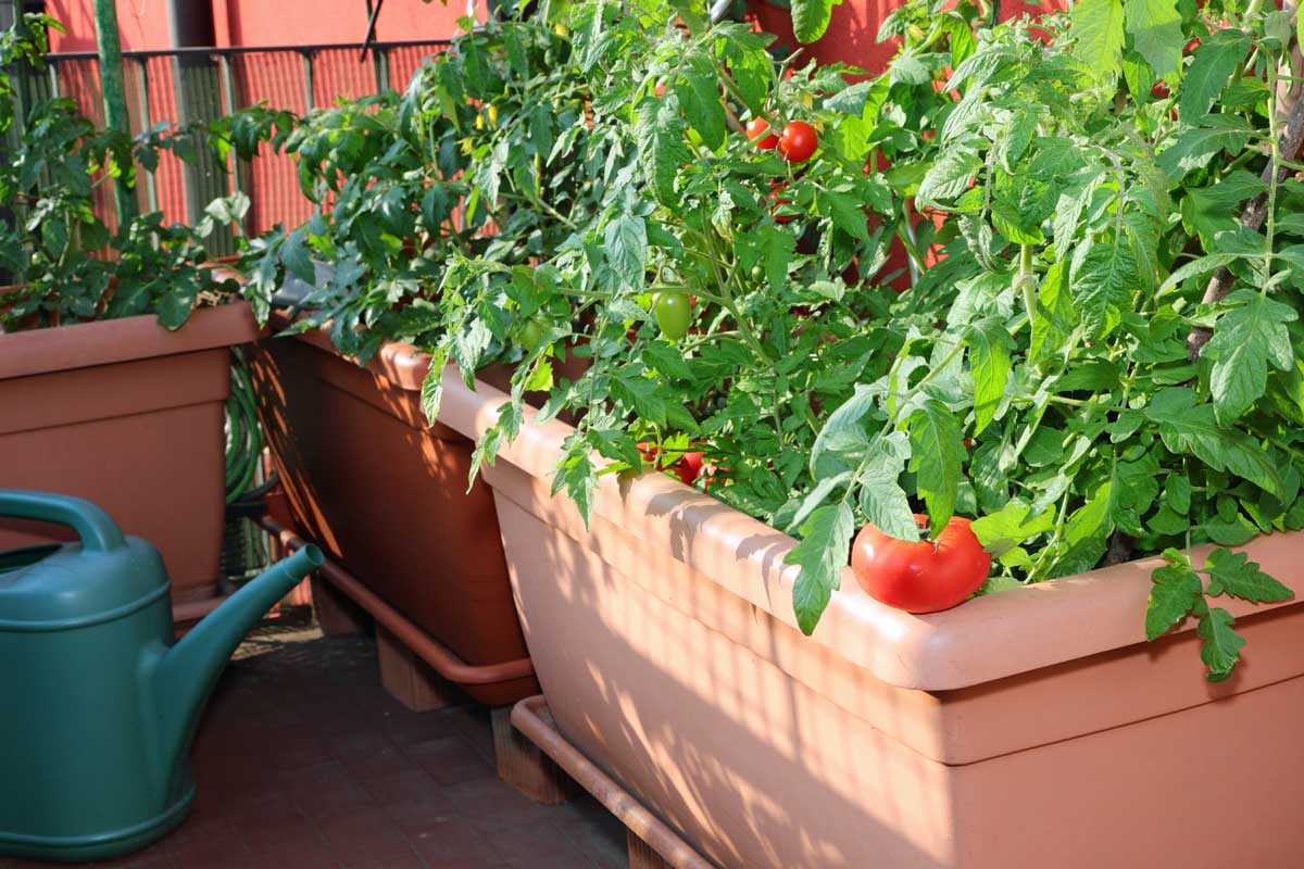 A close up of a large plastic pot with healthy tomato plants laden with ripe fruit, growing on the patio, pictured in bright sunshine.
