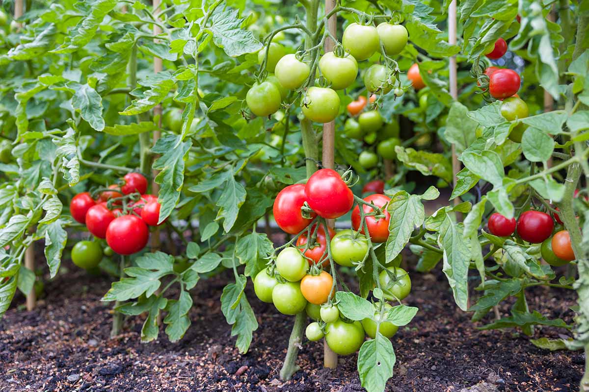 A close up horizontal image of tomato plants with red and green fruits, growing in the garden.