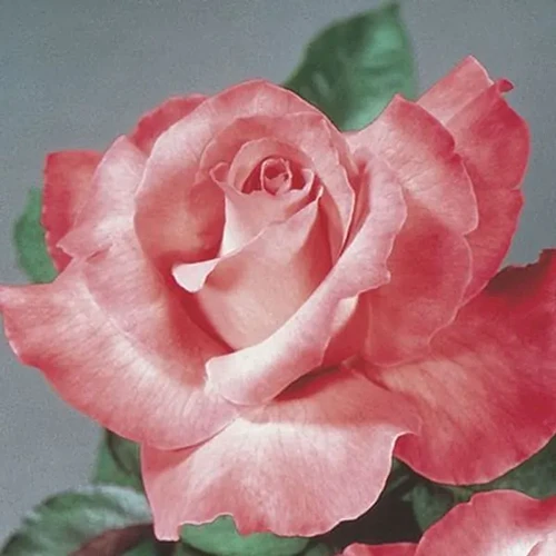 A square image of a single 'Touch of Class' hybrid tea bloom pictured on a soft focus background.