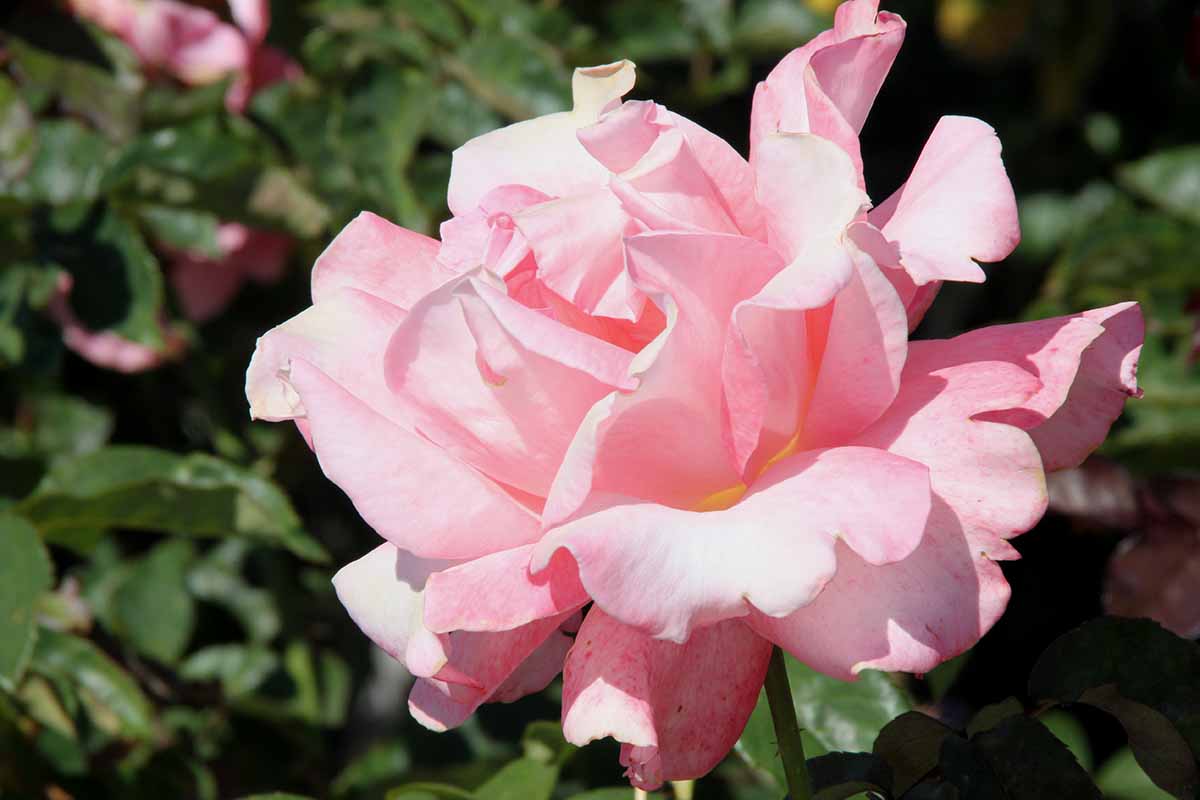 A horizontal image of a single 'Touch of Class' hybrid tea bloom pictured in bright sunshine on a soft focus background.