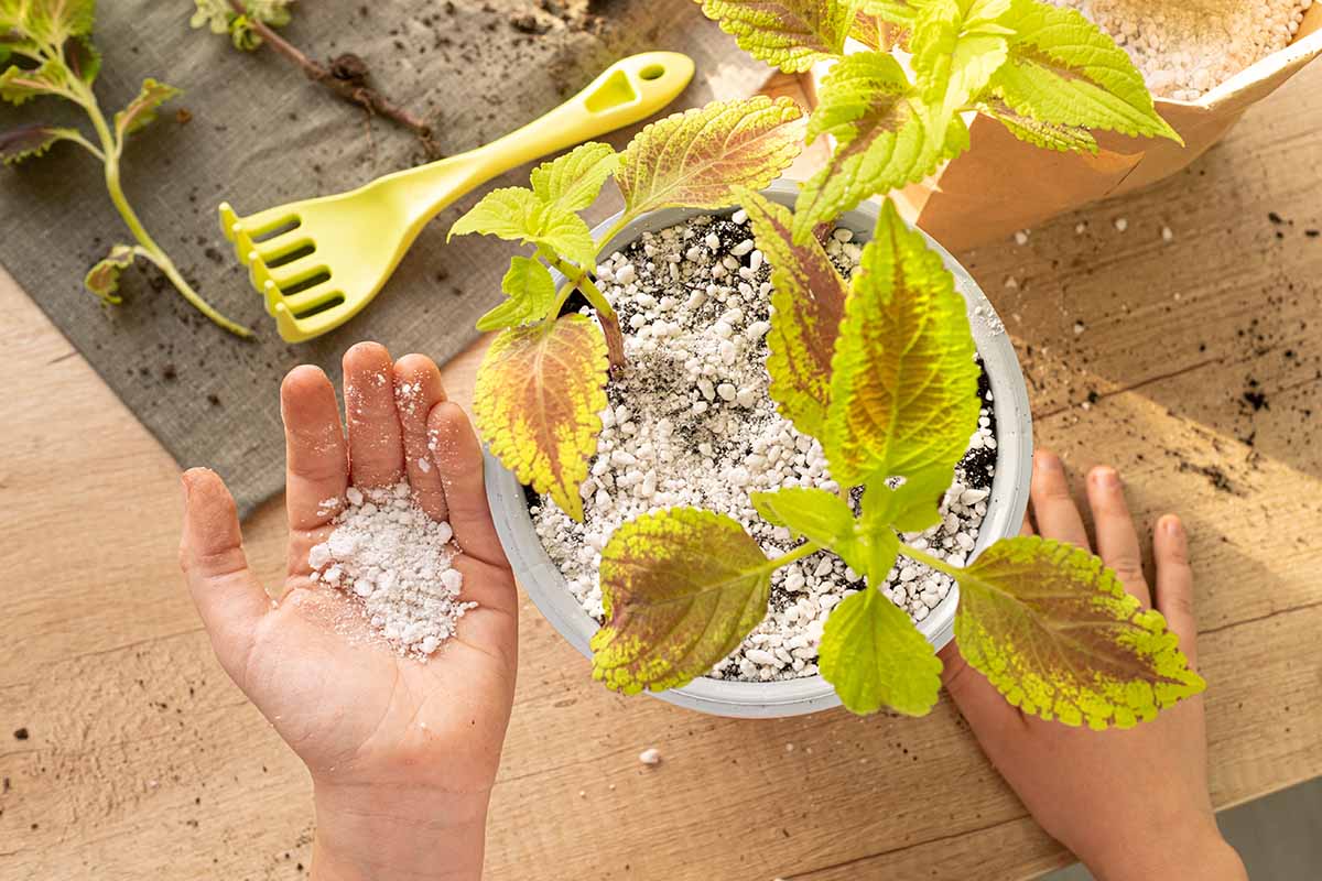 A close up of a gardener applying perlite to the surface of the soil of a potted plant.