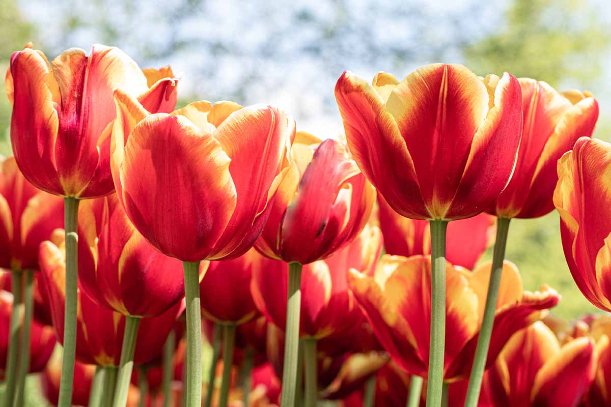 A close up horizontal image of red and yellow tulips growing outdoors pictured in light sunshine.