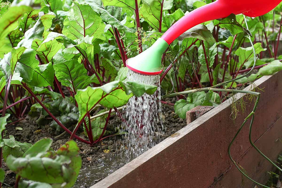 A horizontal image of a red and green watering can irrigating beets in a raised bed outdoors.