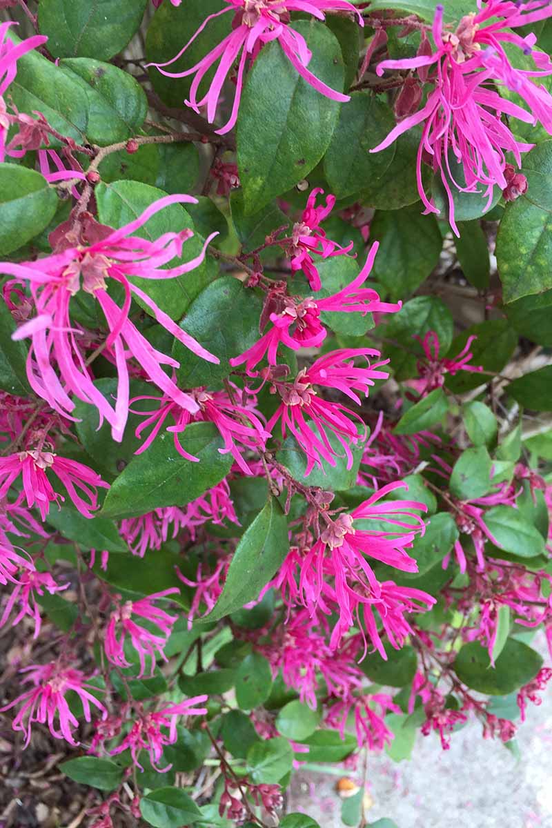 A close up vertical image of the flowers and foliage of Loropetalum chinense growing by the side of a concrete pathway.