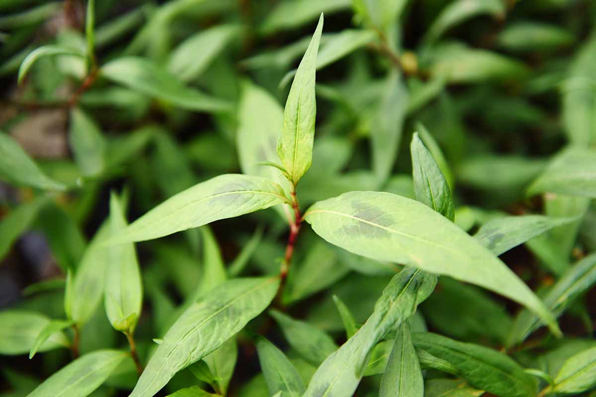 A close up horizontal image of the foliage of Vietnamese coriander growing in the garden.