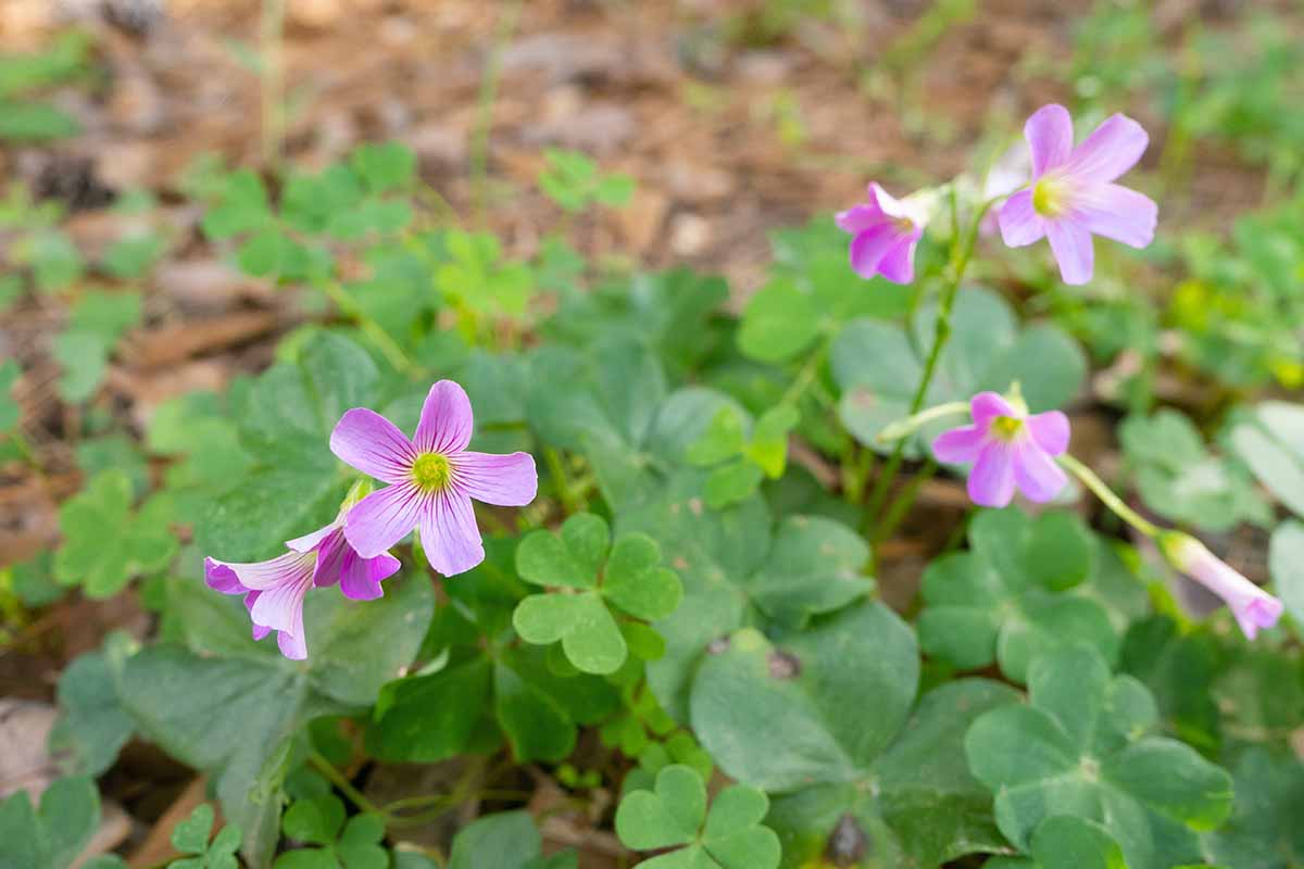 A close up horizontal image of violet wood sorrel (Oxalis violacea) growing in the garden.