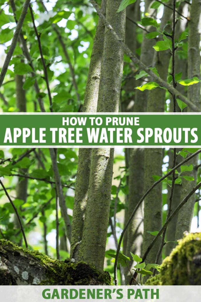 How to Prune Apple Tree Water Sprouts | Gardener’s Path