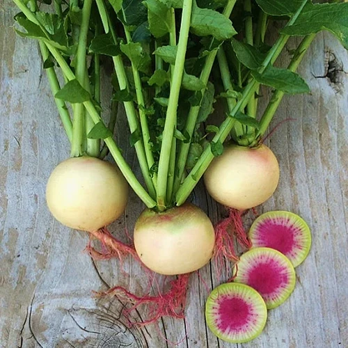 A square image of 'Watermelon' radishes set on a wooden surface.