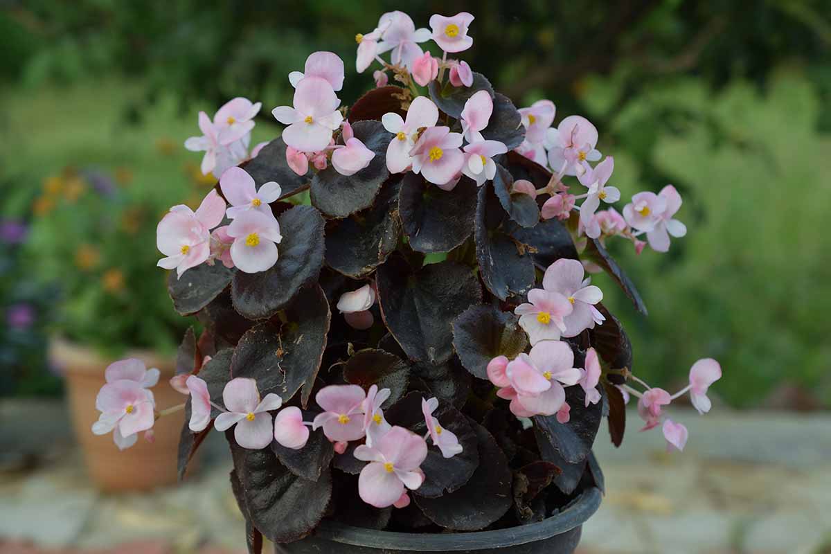 A close up horizontal image of a potted wax begonia with light pink flowers set outside on a patio, pictured on a soft focus background.