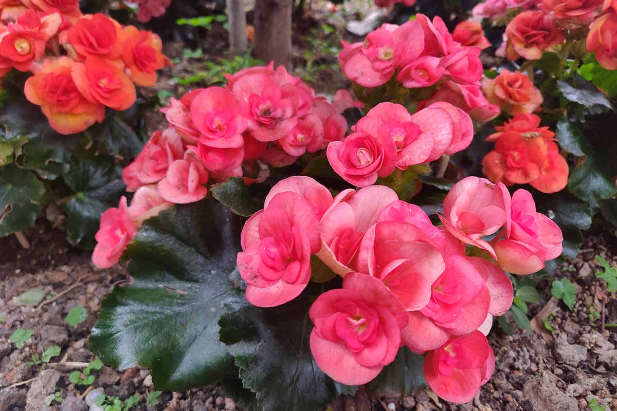A close up horizontal image of red wax begonias growing in the garden.