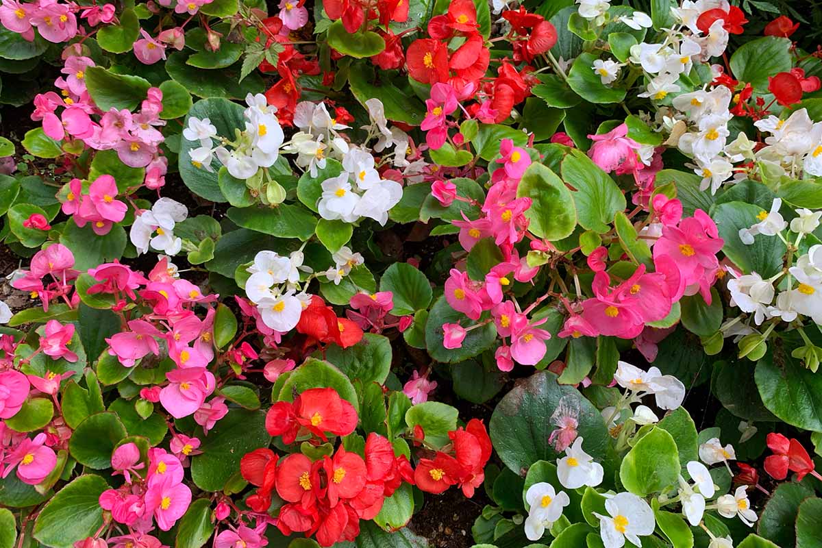 A horizontal image of red, pink, and white wax begonias growing in a mass planting in the garden.
