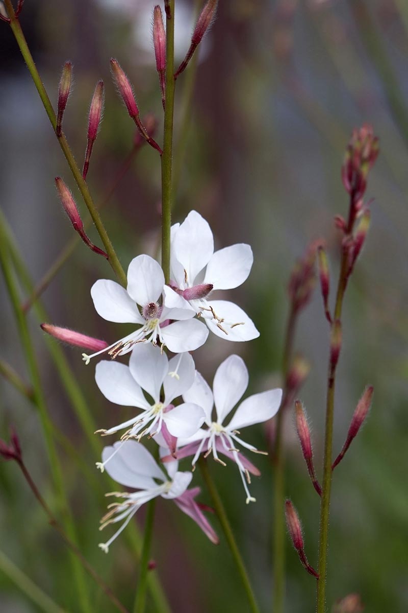 A close up vertical image of white and pink gaura (beeblossom) flowers growing in the garden pictured on a soft focus background.