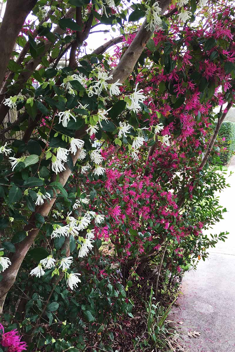 A close up vertical image of white and pink Chinese fringe flower shrubs (Loropetalum chinense) growing by the side of a driveway.