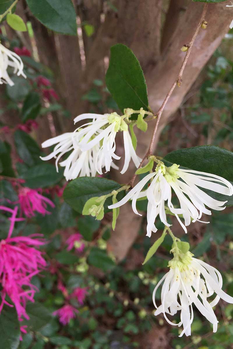 A close up vertical image of pink and white Chinese fringe flowers growing in the garden, pictured on a soft focus background.