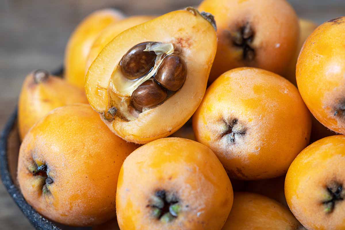 A close up horizontal image of ripe loquats on a plate with one cut in half to reveal the seeds inside.