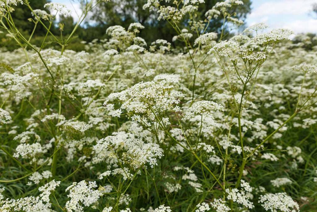 A close up horizontal image of white yarrow growing in the garden.