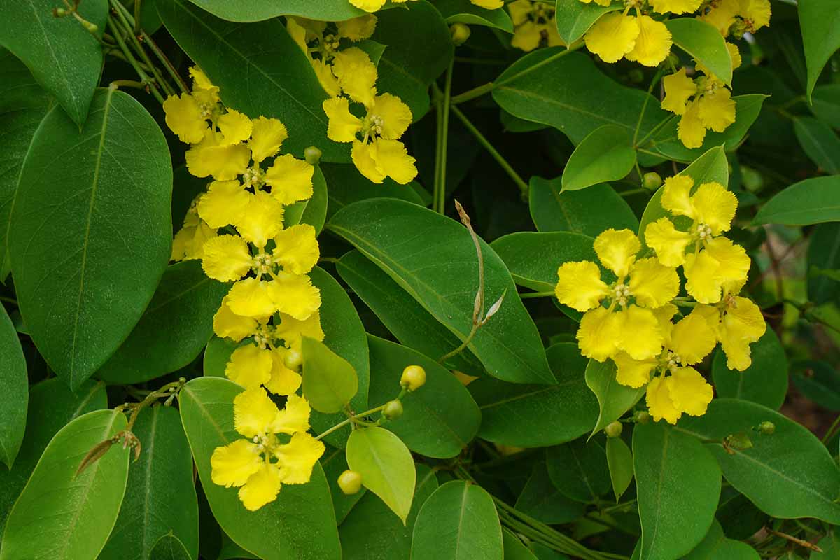 A horizontal image of the flowers and foliage of yellow butterfly vine growing in the garden.