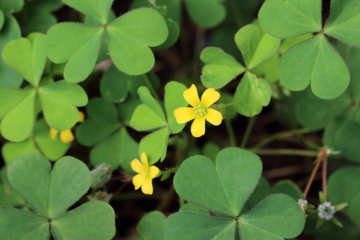 A close up horizontal image of the yellow flowers and green foliage of oxalis growing in the garden.