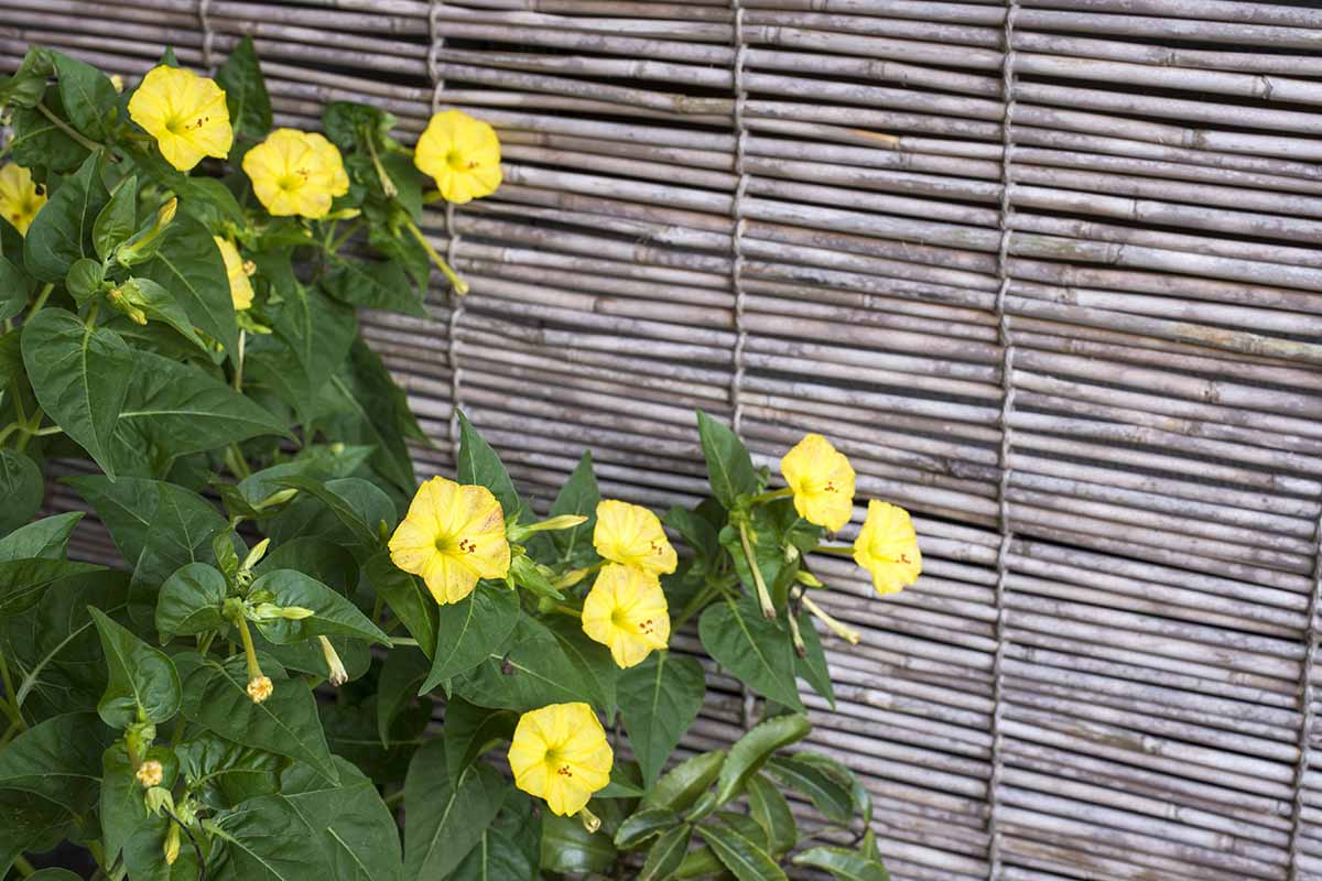A close up horizontal image of yellow four o'clocks growing in a container on a patio with a bamboo screen in the background.