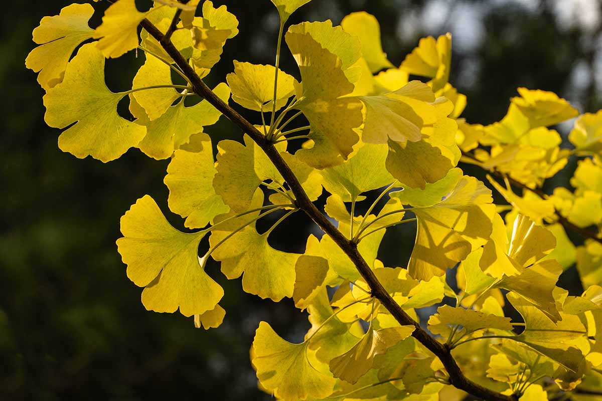 A close up horizontal image of the golden fall foliage of a Ginkgo biloba tree pictured on a soft focus background.