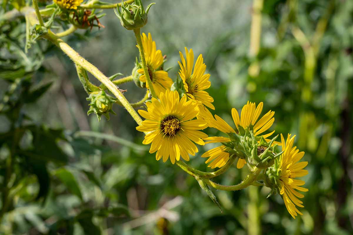 A close up horizontal image of rosinweed flowers (Silphium) pictured in light sunshine on a soft focus background.